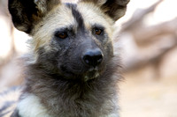 Afrcan Painted Dog