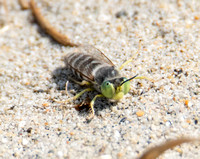 Sand wasp - Bembix americana