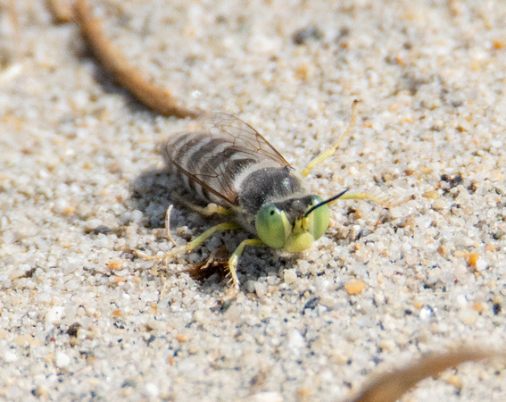 Sand wasp - Bembix americana