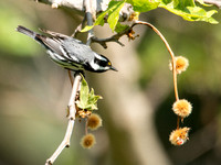 Black-throated Gray Warbler - Setophaga nigrescens