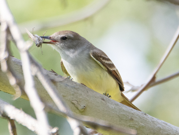 Ash-throated Flycatcher - Myiarchus cinerascens, Gray bird grasshopper -Schistocera nitens
