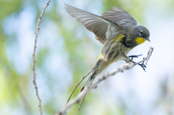 Yellow-rumped Warbler - Setophaga coronata