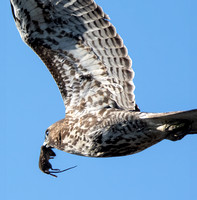 Red-tailed Hawk - Buteo jamaicensis