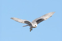 White-tailed Kite - Elanus leucurus