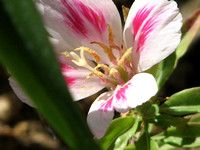 Clarkia