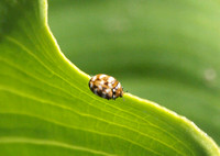 Carpet beetle - Anthrenus verbasci