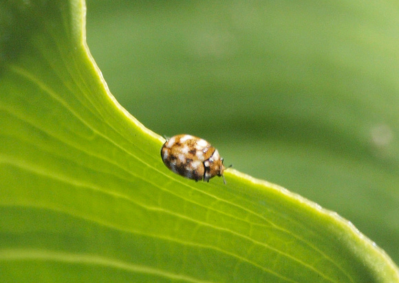 Carpet beetle - Anthrenus verbasci