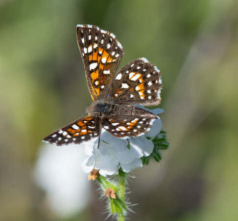 Behr's metalmark - Apodemia virgulti