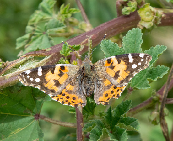 Painted lady - Vanessa cardui