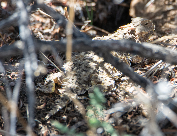 Blainville's Horned Lizard - Phrynosoma blainvillii