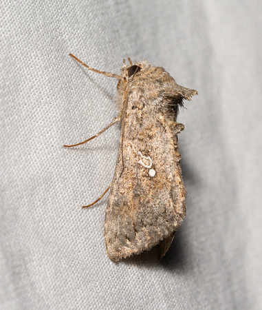 Cabbage looper - Trichoplusia ni