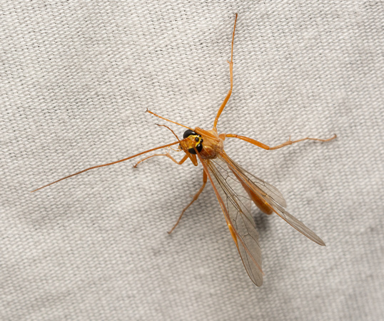 Short-tailed Ichneumon Wasp - Ophion sp.
