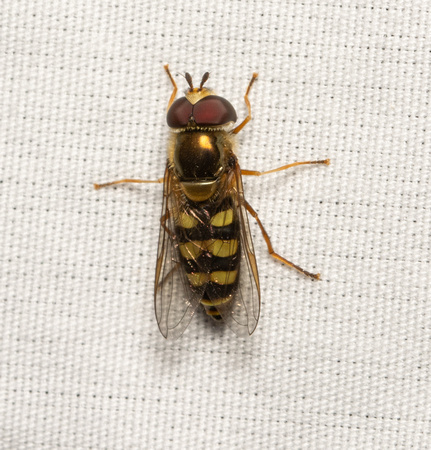 Hover fly - Eupeodes sp.