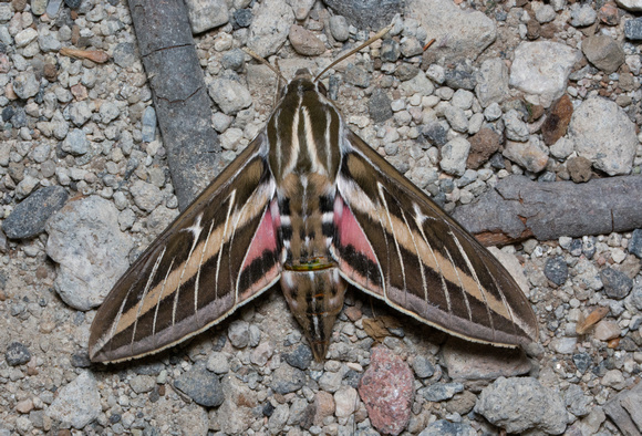 White-lined sphinx - Hyles lineata