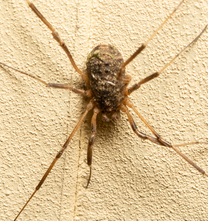 Daddy longlegs (Harvestman) - Protolophus singularis