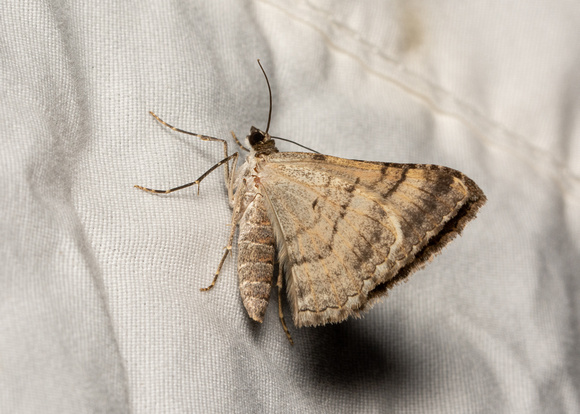 Geometer moth - Archirhoe neomexicana