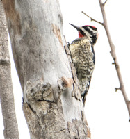 Red-naped Sapsucker - Sphyrapicus nuchalis