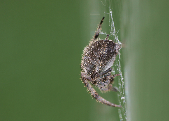 Orb weaver - Araneus gemma