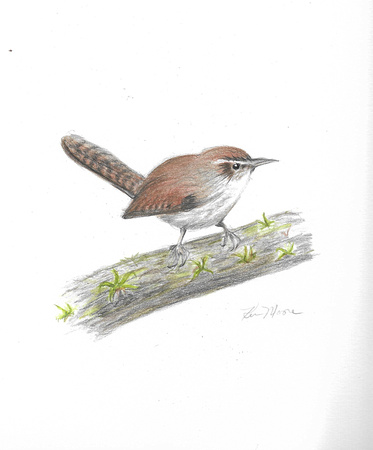 Bewick's Wren