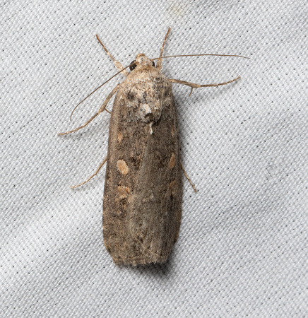 Small Mottled Willow Moth - Spodoptera exigua