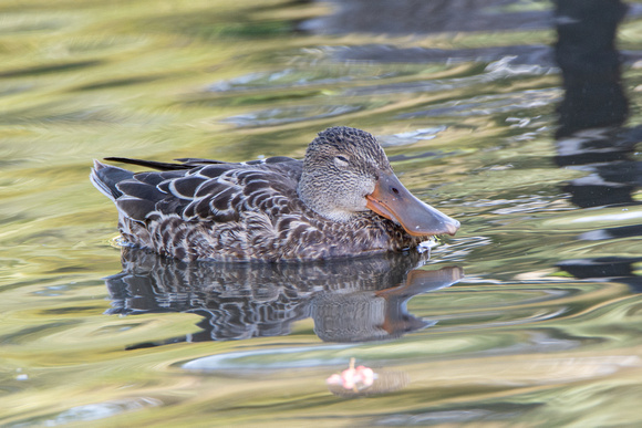 Northern Shoveler -  Spatula clypeata