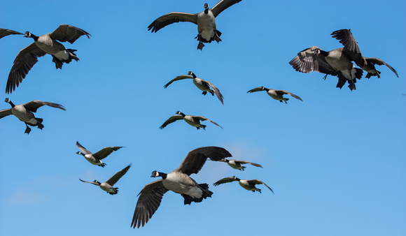 Canada Goose - Branta canadensis