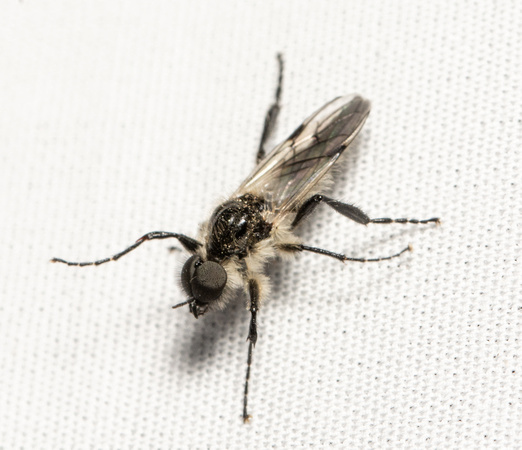 March fly - Bibio albipennis