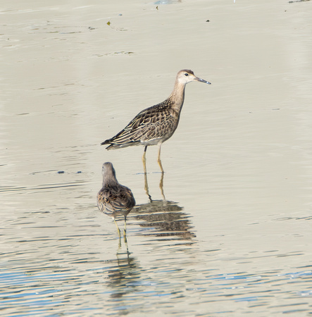 Ruff - Calidris pugnax