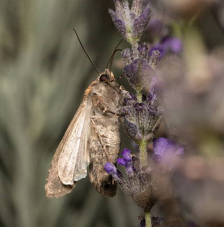Pearly Underwing Moth - Peridroma saucia