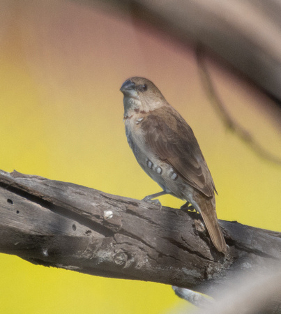 Scaly-breasted Munia - Lonchura punctulata