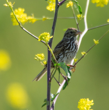 Savannah Sparrow - Passerculus sandwichensis
