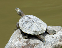 Map turtle - Graptemys sp.
