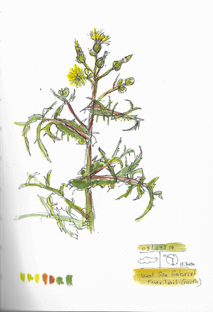Nature journal, ink and watercolor, Sow-thistle - Sonchus