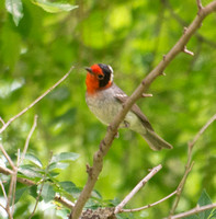 Red-faced Warbler - Cardellina rubrifrons
