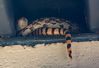 Gopher snake - Pituophis catenifer