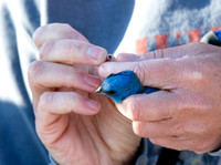 Lazuli Bunting - Passerina amoena (bird banding)