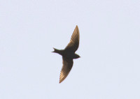 Purple Martin - Progne subis