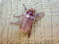 Dusty June beetle- Amblonoxia palpalis