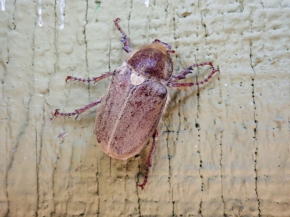 Dusty June beetle- Amblonoxia palpalis