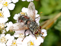 Tachinid fly - Peleteria sp.