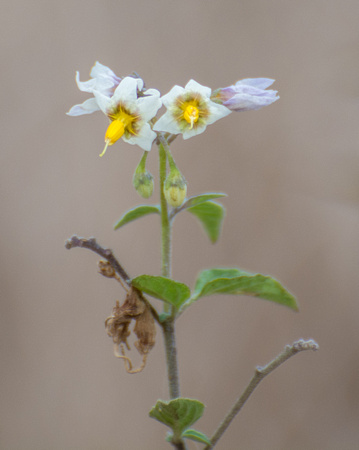 Douglas' (or Greenspot) Nightshade - Solanum douglasii