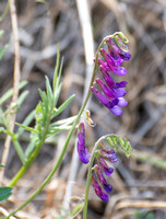 Winter Vetch - Vicia villosa