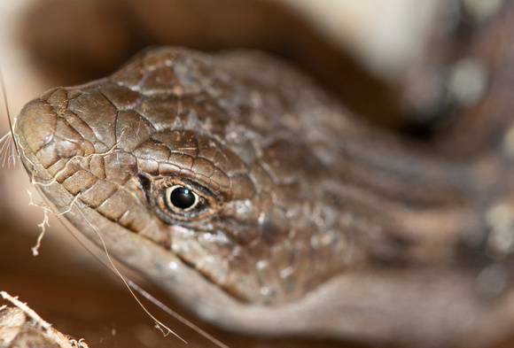 Southern alligator lizard - Elgaria multicarinata