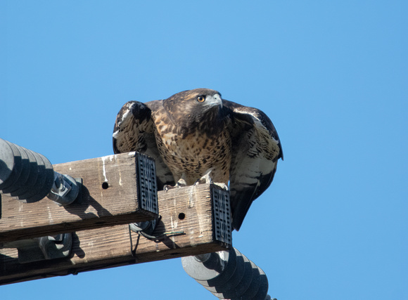 Red-tailed Hawk - Buteo jamaicensis (dark morph)