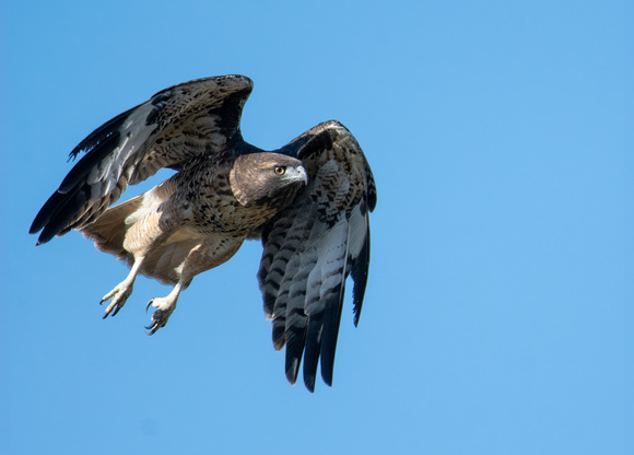 Red-tailed Hawk - Buteo jamaicensis (dark morph)