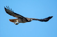 Red-tailed Hawk - Buteo jamaicensis (dark morph)