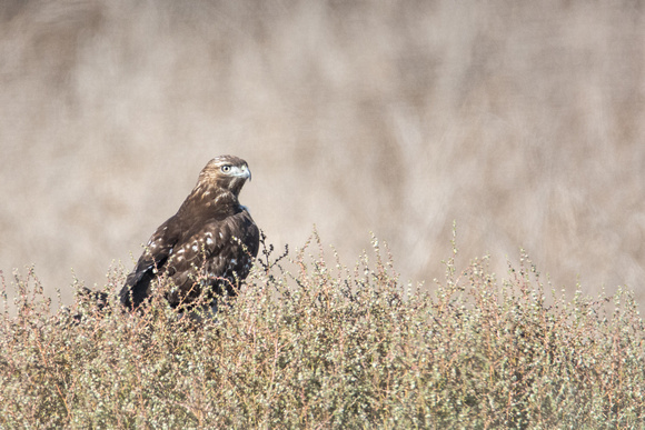 Red-tailed Hawk - Buteo jamaicensis (dark morph)