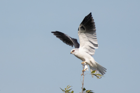 White-tailed Kite - Elanus leucurus