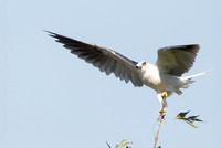 White-tailed Kite - Elanus leucurus