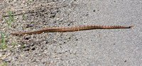 Southwestern Speckled Rattlesnake - Crotalus pyrrhus